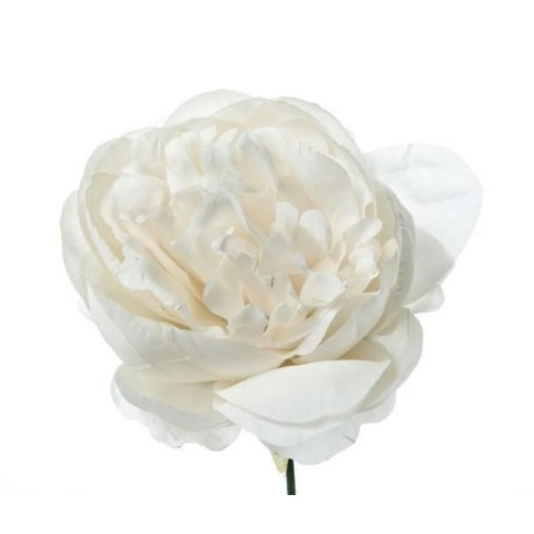 PICK PEONIA IVORY H19 D11